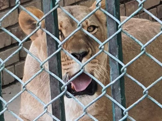 Islamabad Zoo shut for good, to be transformed into wildlife conservation facility