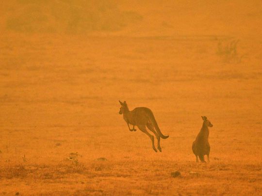 2020 in review: Bushfires in a wet year have Australia’s scientists looking to climate change