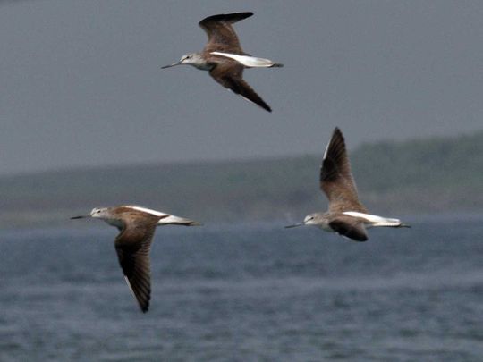Bihar holds festival to save migratory birds