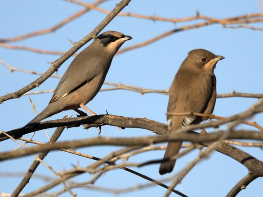Rare bird sighted in the UAE