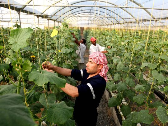 COVID-19: Dubai event calls for collective steps to boost food production