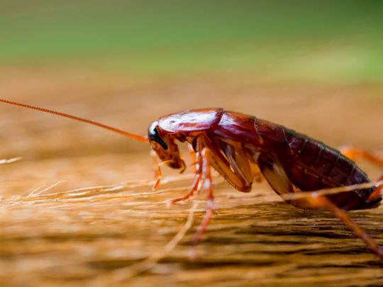 American University of Sharjah studies molecules in cockroaches to potentially treat infections