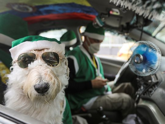 Colombian taxi driver and canine co-pilot spread Christmas cheer