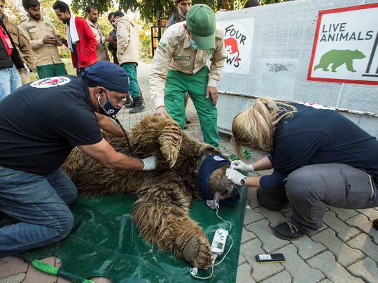 Two bears airlifted from Pakistan zoo weeks after elephant rescue