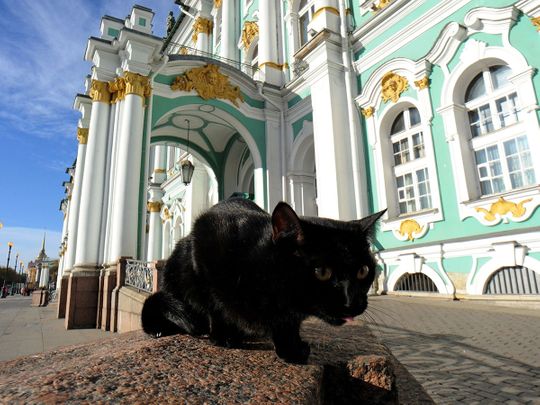 French doctor leaves legacy to Russia’s Hermitage cats