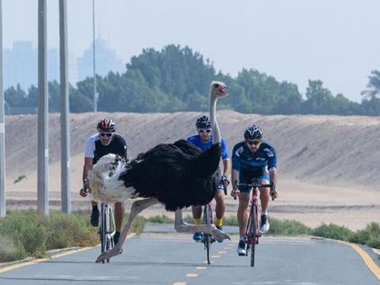 When Sheikh Hamdan almost cycled into an ostrich in UAE