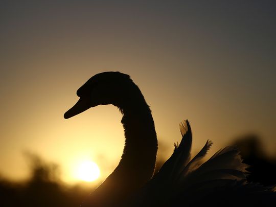 Swan late: mourning bird holds up German trains