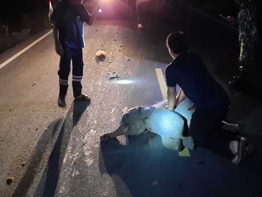 Thai baby elephant hit by motorcycle survives after receiving CPR