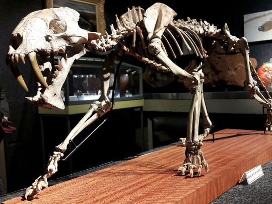 ‘Sabre-toothed tiger’ skeleton up for auction