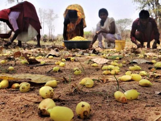 To ward off COVID-19, India’s indigenous tribes find remedies in forests