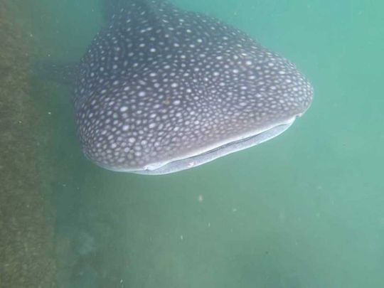 Whale shark that had lost its way relocated from man-made lagoon in Abu Dhabi to Arabian Gulf