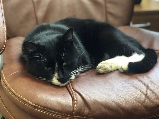 Saved from the garbage, Russian cat lands on its feet in minister’s chair