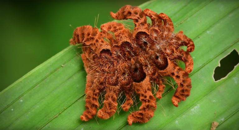 A Caterpillar in the Amazon Rainforest Camouflages Itself as an 8-Legged Tarantula Spider