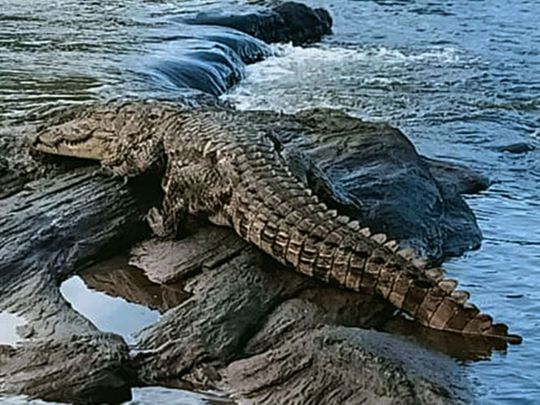 Video: Crocodile comes calling at a Kerala home