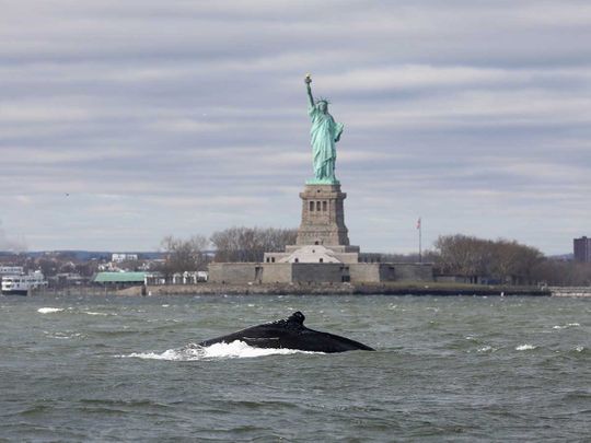 Humpback whale spotted close to New York’s Statue of Liberty