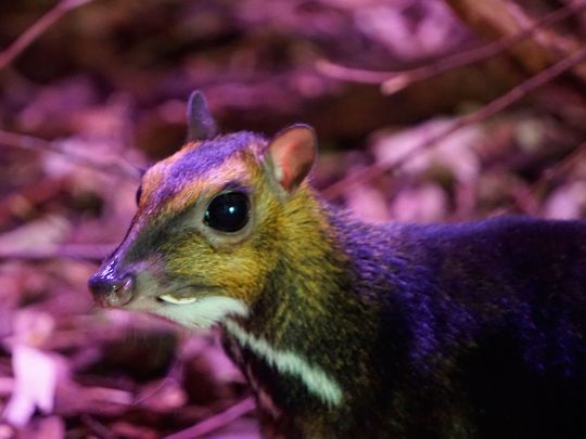 Watch: The size of a matchbox, a rare mouse deer is born on camera in Poland