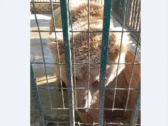 Fate of two Himalayan brown bears at Islamabad’s Marghazar Zoo to be decided Monday