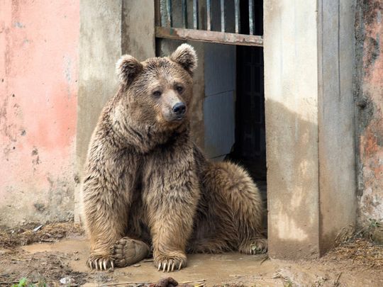 Himalayan bears leaving Islamabad Zoo for Jordan sanctuary