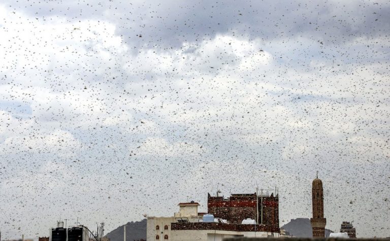 Locust swarms pose new threat to Middle East and Africa’s food security