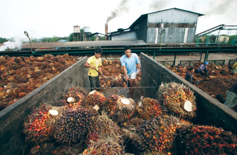 Indonesia, Malaysia hold talks to counter palm oil bias