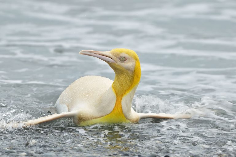 A Rare Yellow Penguin Has Been Photographed for the First Time on a South Georgia Island