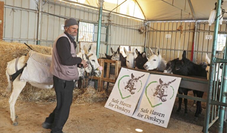 West Bank refuge welcomes unfancied donkeys