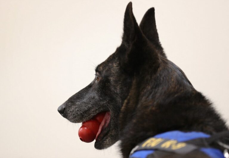 UAE enlists K9 dogs in fight against coronavirus