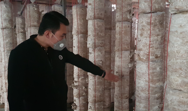 Breaking the mold: Landless Afghans turn to fungi farming