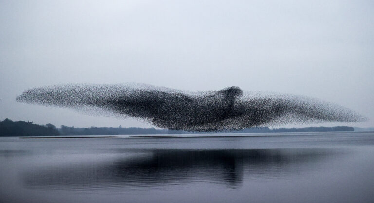 Countless Starlings Flock Together in a Miraculous Bird-Shaped Murmuration Over Lough Ennell