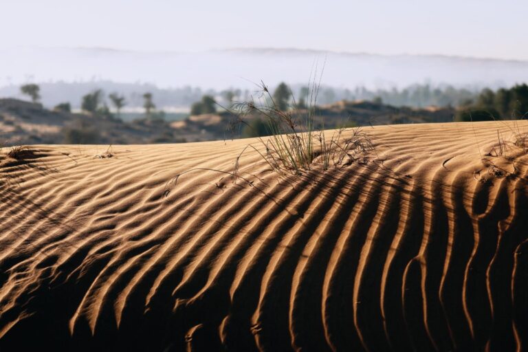 Middle East weighs agri-tech solutions as pandemic underscores urgency of food security