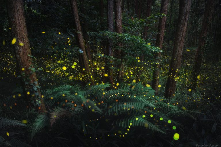 A Dazzling Series of Photos Captures the Soft Glow of Firefly Mating Season in Japan