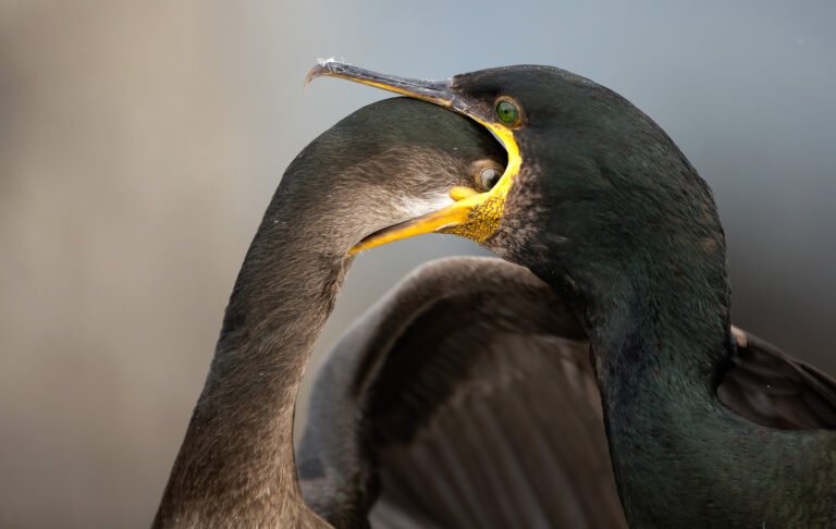 Shots of Snuggling Swans and Ravenous Shags Best the 2021 Bird Photographer of the Year Contest