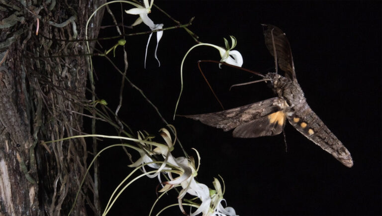 Chasing Ghosts: A Short Documentary Debunks a Long-Held Theory About What Pollinates the Ghost Orchid