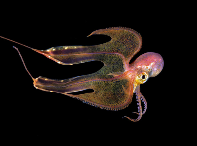 Underwater Photos Taken During Blackwater Dives Frame the Atlantic Ocean’s Stunning Diversity