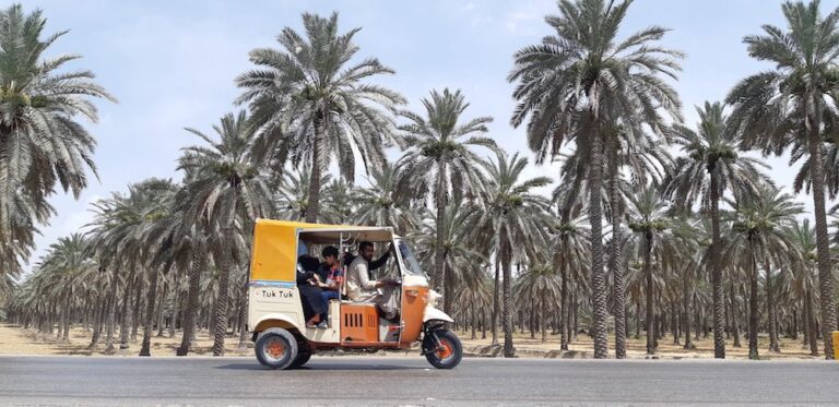 In Pakistan’s largest date producing region, Middle Eastern varieties bear fruit