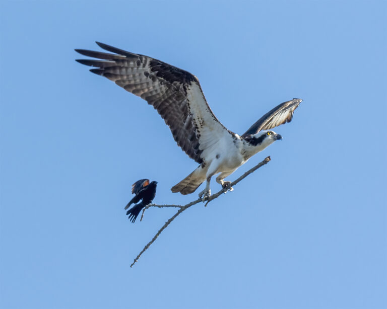 An Opportunistic Red-Winged Blackbird Catches a Ride on an Osprey’s Stick