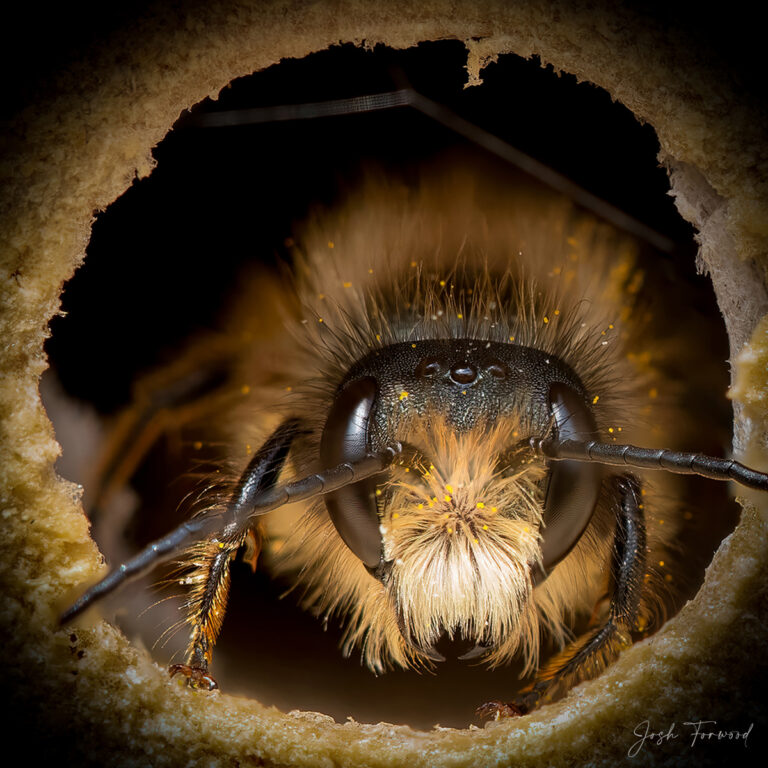 Close-Up Portraits Reveal the Incredibly Diverse Characteristics of Individual Bees