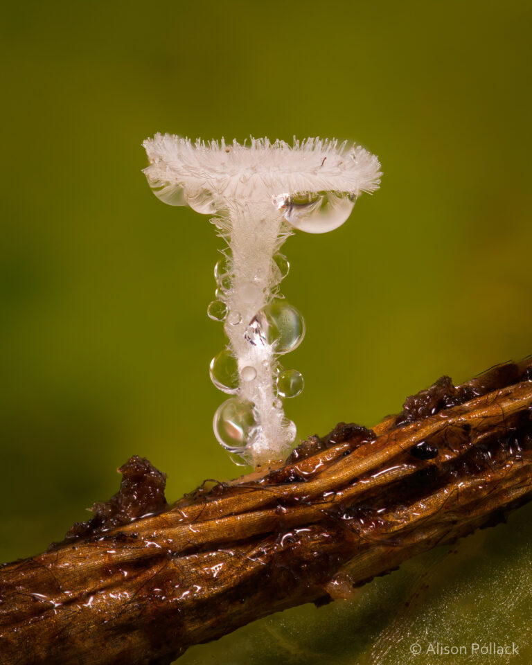 Fantastic Macro Photos Reveal the Microscopic World of Mushrooms and Slime Molds