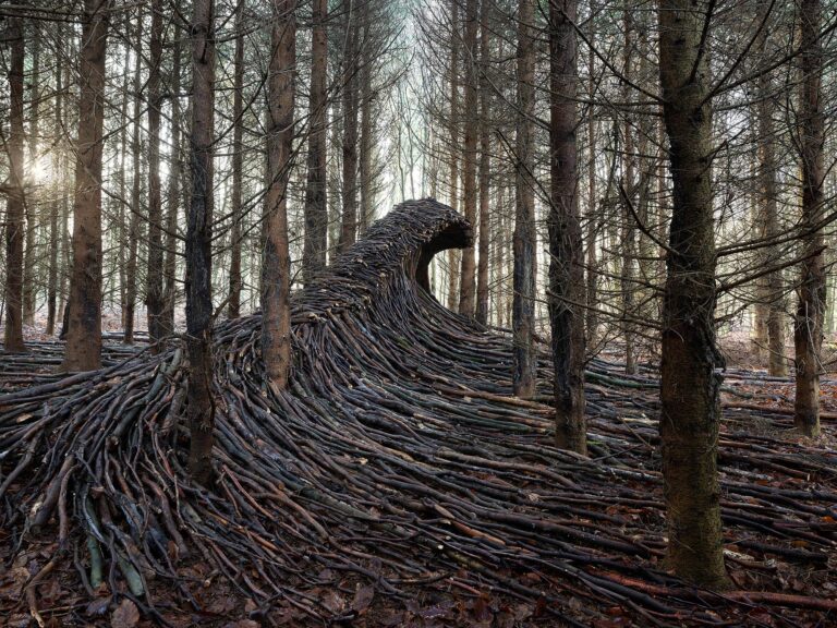 Nine Massive Waves of Deadwood Surge Across a Forest Floor Near Hamburg