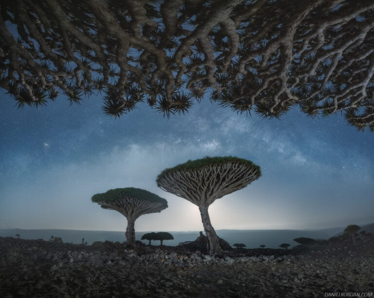 A Magical Series Captures the Gnarled Branches of Socotra’s Dragon Blood Trees