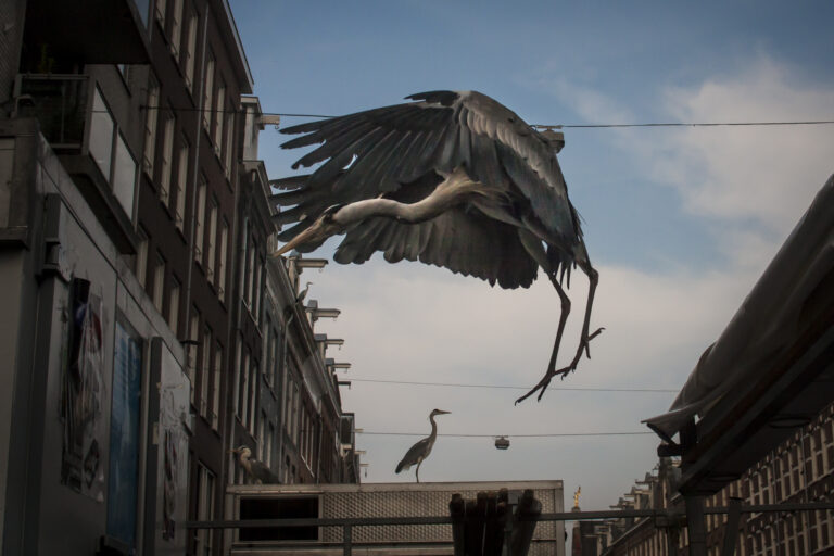 Herons of Amsterdam: A Photo Series Reveals the Unusually Large Population Living in the Dutch Capital