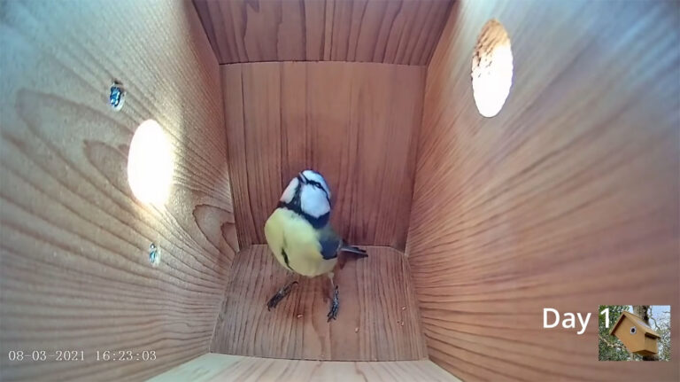 A Scrupulous Blue Tit Perfects Her Nest and Lays Her First Egg in a 46-Day Timelapse Recorded Inside the Roost