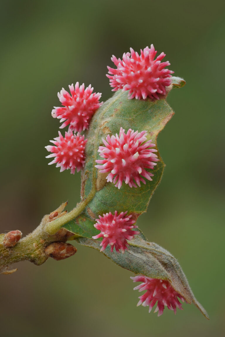 Macro Photos Spotlight the Colorful, Whimsical Plant Growths Caused by Cynipid Wasps