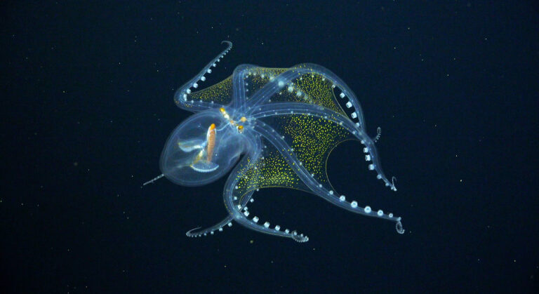 A Rare Sighting of a Glass Octopus Reveals its Nearly Transparent Membrane in Extraordinary Detail