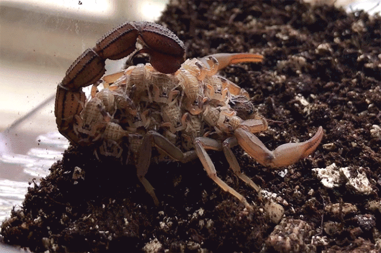 A Scorpion and Her Babies Emit a Fluorescent Blue and Purple Glow Under UV Light