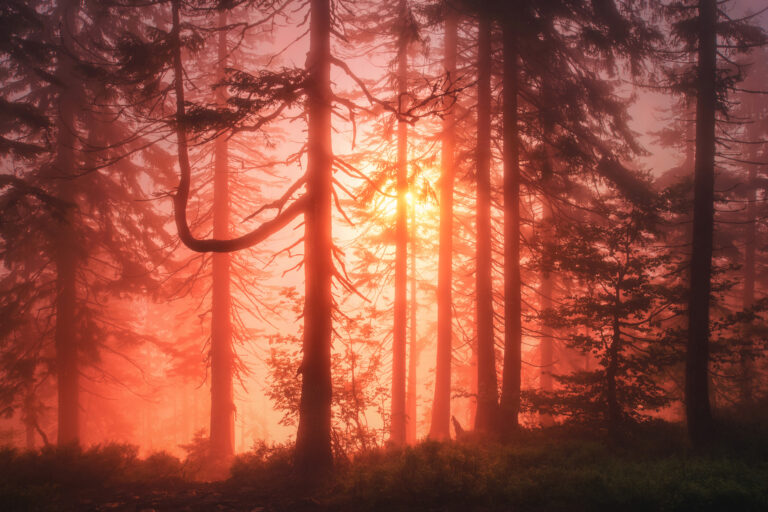 Sunlight Filters through Misty Spruce Forests in Enchanting Photos by Kilian Schönberger