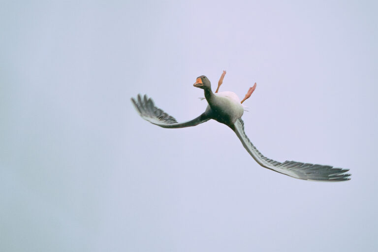 A Serendipitous Photo Captures an Acrobatic Goose Contorting Its Body to Fly Upside Down