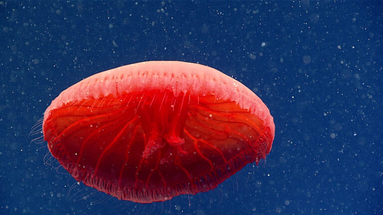 A Dive 2,300 Feet into the Atlantic Ocean Uncovers a New Bright Red Jellyfish Species