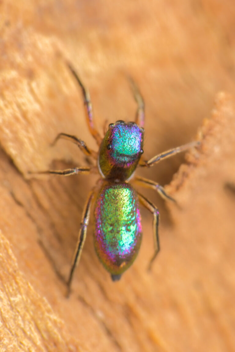 Macro Photos Frame an Ant-Mimicking Jumping Spider that Radiates an Iridescent Sheen