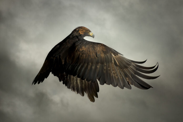 Raptors In Flight: Striking Portraits by Mark Harvey Frame Birds of Prey on the Hunt